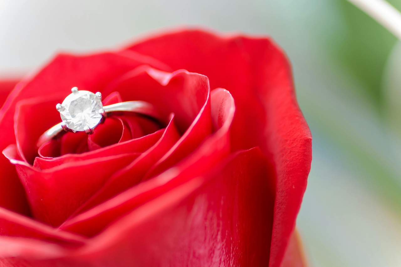 A close-up of a simple yet elegant round-cut solitaire engagement ring nestled in a red rose. A close-up of a simple yet elegant round-cut solitaire engagement ring nestled in a red rose.